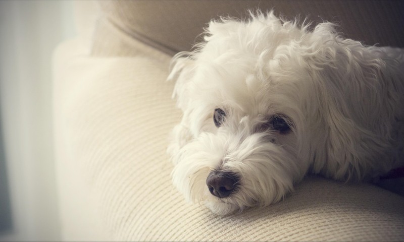 狗狗皮肤问题诊断与护理全攻略