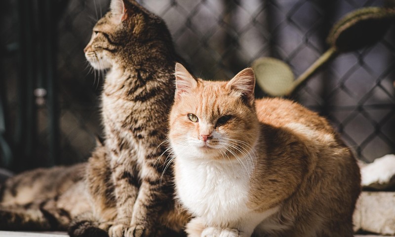 狗狗毛发护理全攻略：让狗狗毛发亮丽如丝