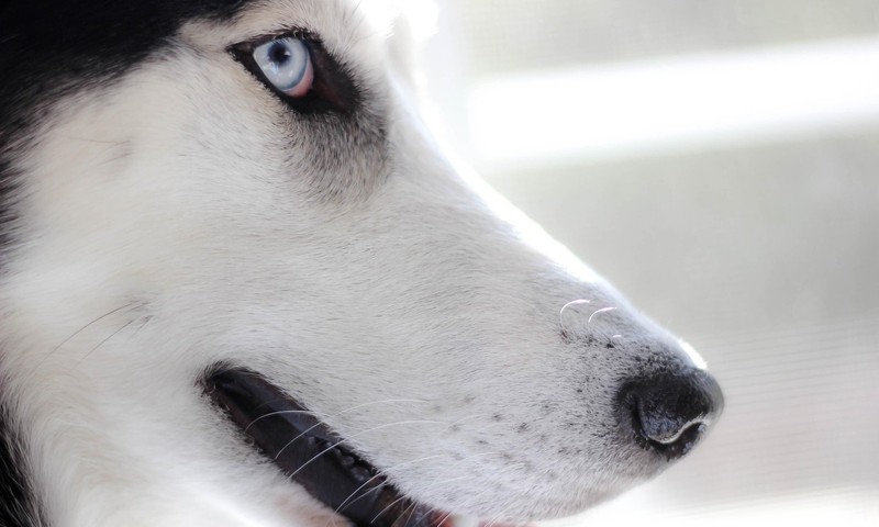 猫咪换粮全攻略：轻松过渡，呵护爱猫肠胃健康