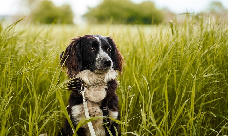 猫咪换粮攻略：平稳过渡，呵护猫咪肠胃健康