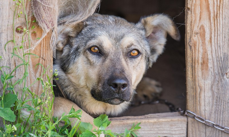 狗狗肠胃问题：识别、预防和调理