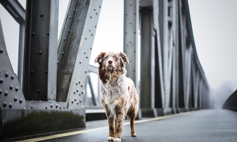狗狗肠胃调理：常见问题与科学养护方法