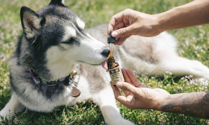 猫咪皮肤问题解析：症状、预防与护理