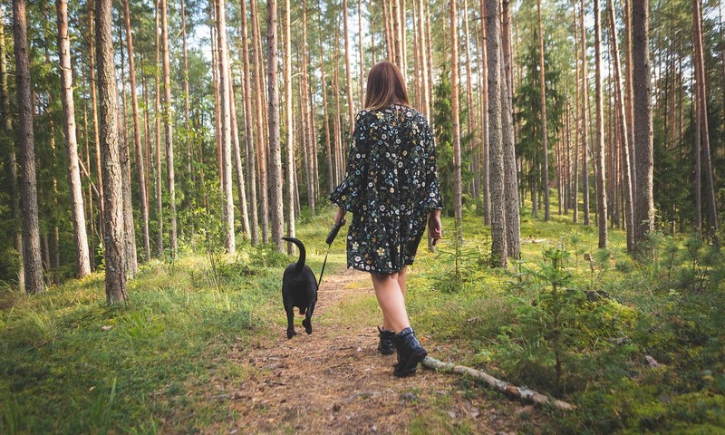 狗狗皮肤问题的诊断与护理