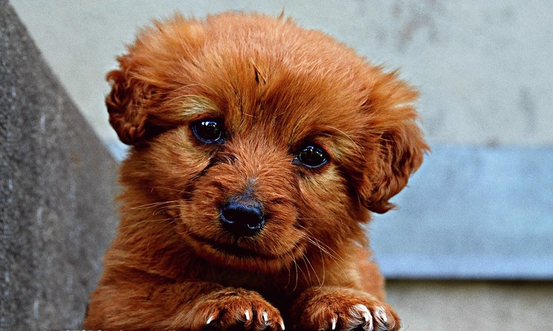 猫咪肠胃不适的信号与养护指南