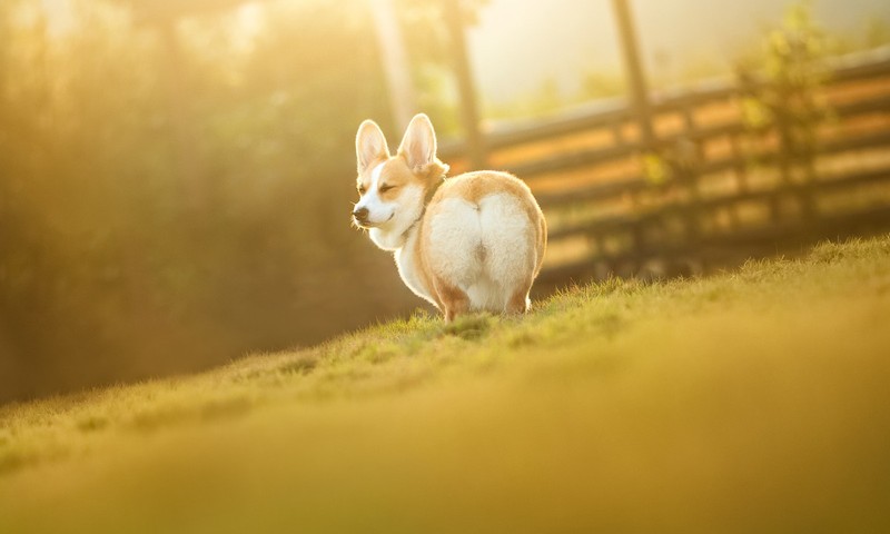 金毛寻回犬：忠诚与智慧的完美结合