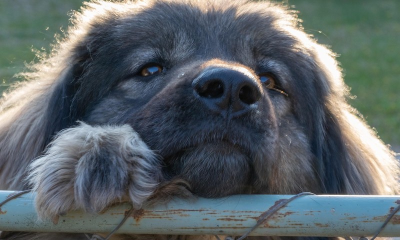 暹罗猫：优雅与活力的完美体现