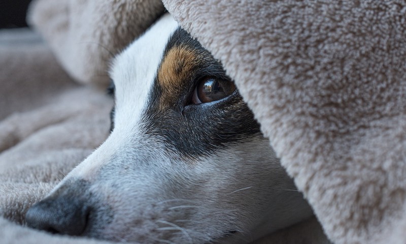 猫咪品种探秘：波斯猫，优雅与神秘的结合体