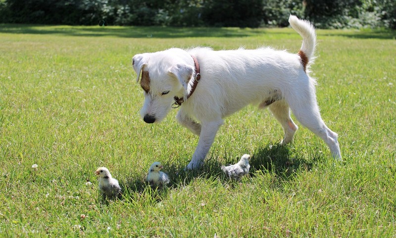 猫咪换粮，这样做让猫咪饮食更健康