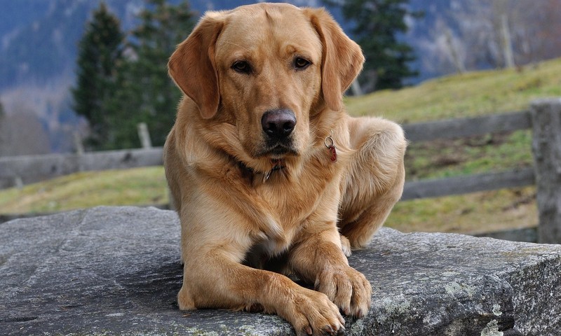 忠诚的伙伴——金毛寻回犬的品种特点与饲养技巧