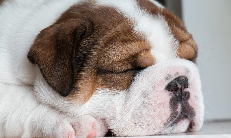 猫咪肠胃调理：常见问题及应对策略