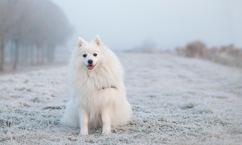 狗狗皮肤问题的常见症状与预防措施