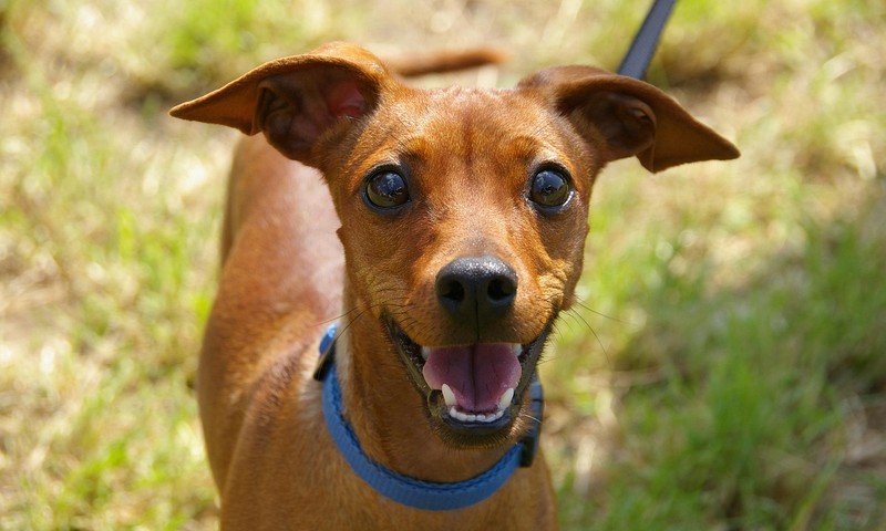 狗狗毛发护理全攻略：从饮食到日常打理，让你的狗狗毛发亮丽如丝