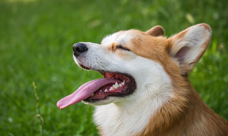 狗狗肠胃不适的信号与护理方法