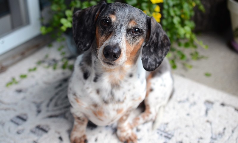 波士顿梗：自信独立的都市小精灵