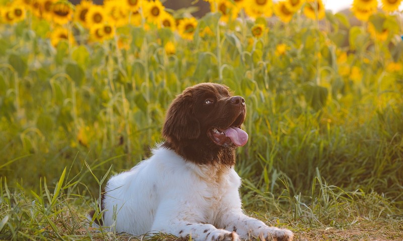 宠物肠胃不适的早期信号与家庭护理指南