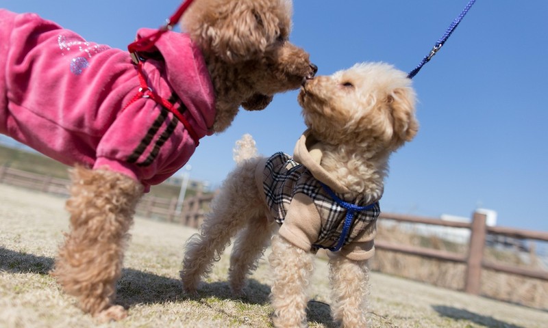 狗狗毛发护理：从清洁到造型，一网打尽