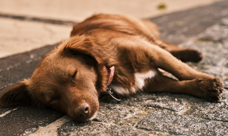 猫咪肠胃不适的常见症状及预防措施