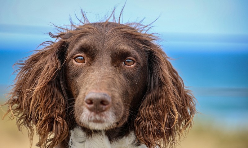 狗狗百科：忠诚的伙伴——金毛寻回犬