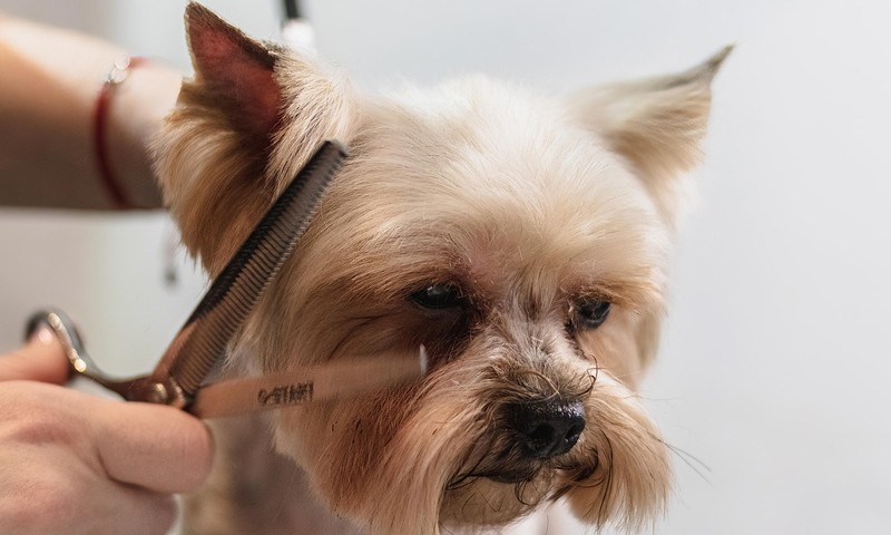 猫咪中的优雅舞者——波斯猫的品种特点及养护指南