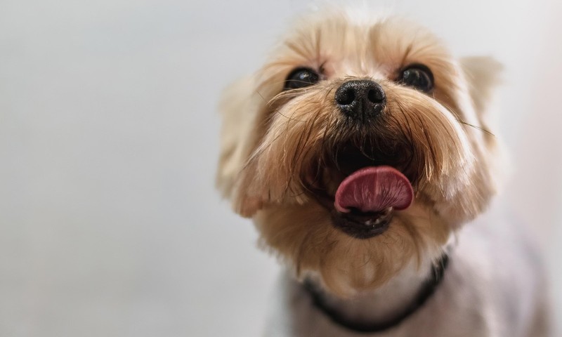 猫咪品种科普：波斯猫，优雅与智慧的化身