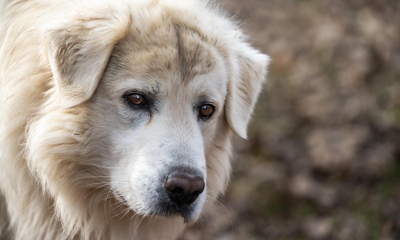 猫咪换粮攻略：平稳过渡，呵护猫咪肠胃健康