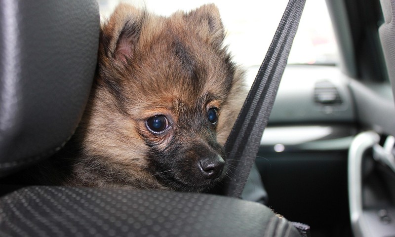 狗狗毛发护理全攻略：从饮食到日常打理，让毛发亮丽如丝