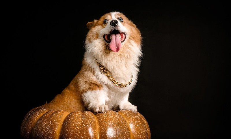 宠物皮肤问题的早期识别与预防