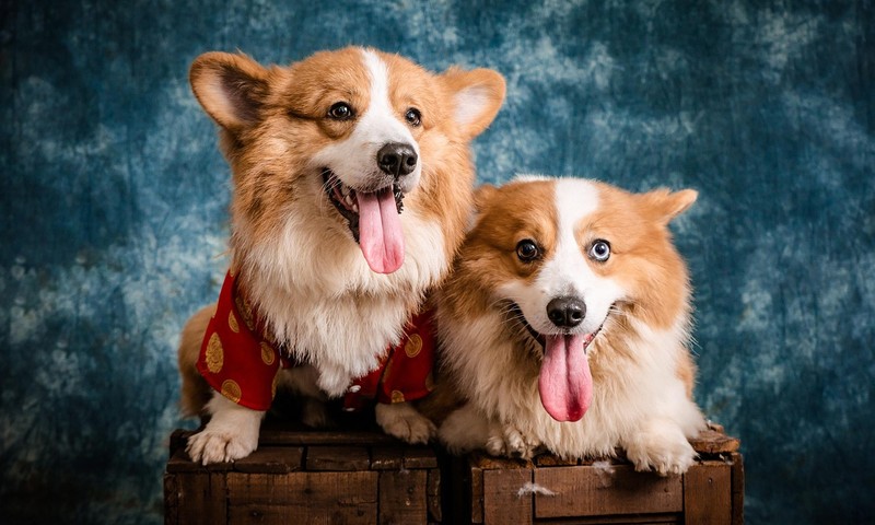 宠物肠胃调理：日常护理与疾病预防