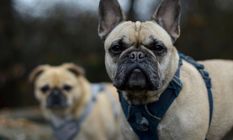猫咪肠胃问题：症状、预防与调理