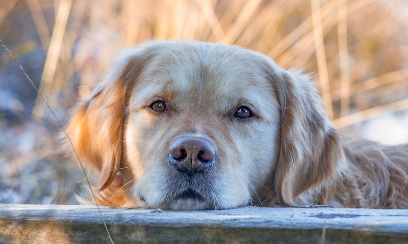 狗狗皮肤问题的识别与护理指南