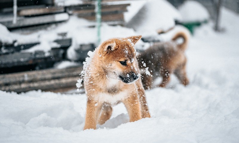 宠物肠胃不适的早期信号与应对指南