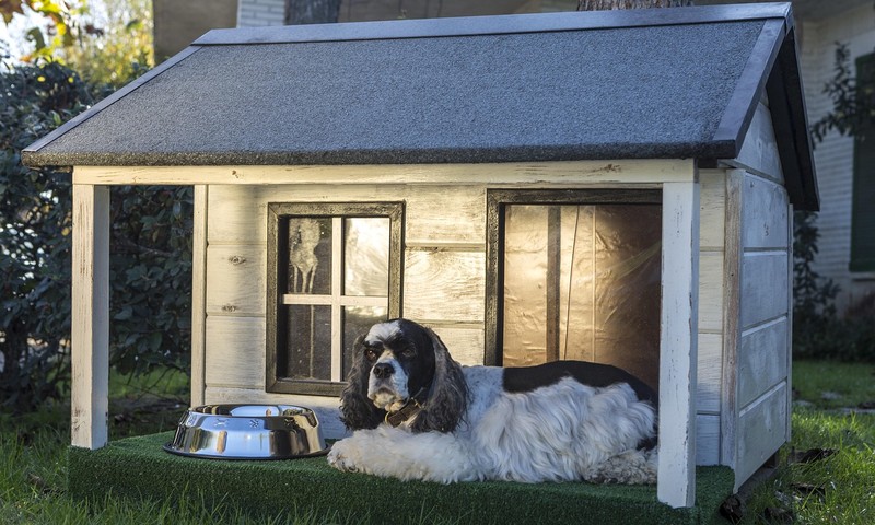 猫咪换粮攻略：轻松过渡，呵护猫咪肠胃健康