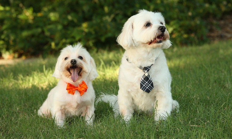 狗狗毛发护理全攻略：让你的狗狗毛发光亮如丝