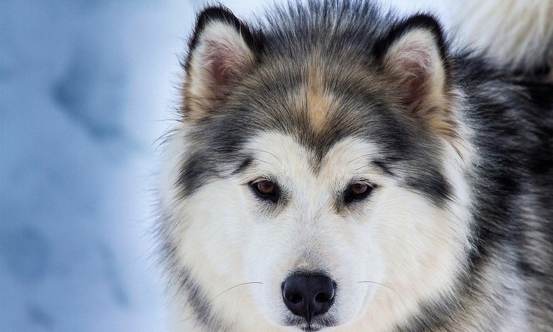 猫咪换粮攻略：平稳过渡，呵护猫咪肠胃健康