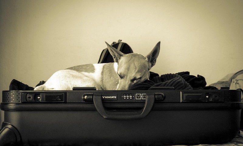 狗狗毛发护理全攻略：从饮食到日常打理，让狗狗毛发光泽亮丽