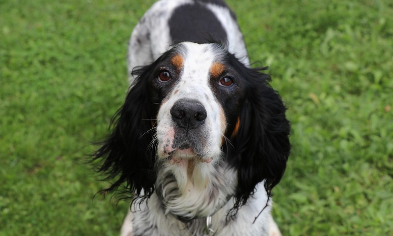 狗狗口腔护理指南：预防口腔疾病，守护狗狗健康