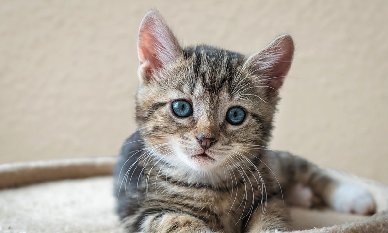 猫咪换粮攻略：平稳过渡，呵护肠胃健康