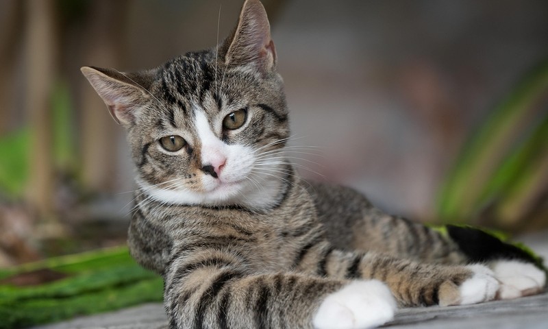 猫咪毛发护理攻略：呵护爱猫的美丽秀发