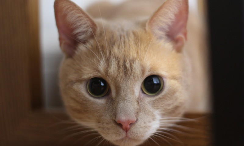 猫咪换粮攻略：平稳过渡，呵护猫咪肠胃健康