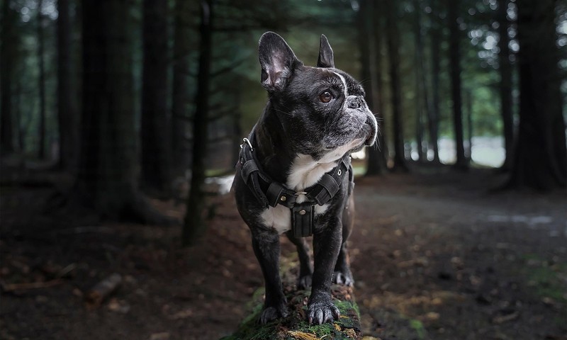 狗狗毛发护理全攻略：让狗狗毛发亮丽如丝