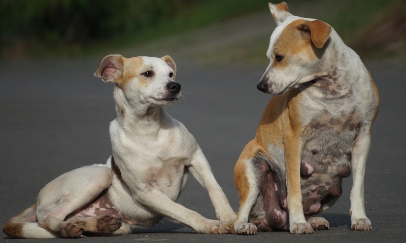 猫咪换粮攻略：轻松过渡，呵护猫咪肠胃健康
