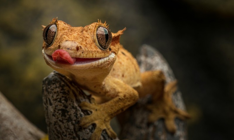 狗狗毛发护理指南：从洗发到梳理，全方位呵护狗狗毛发