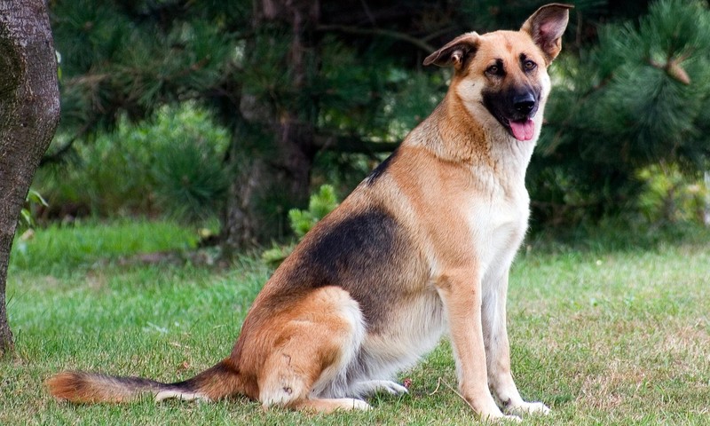 猫咪换粮指南：平稳过渡，呵护猫咪肠胃健康