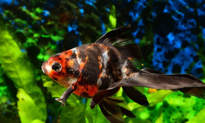 狗狗皮肤问题的早期识别与预防