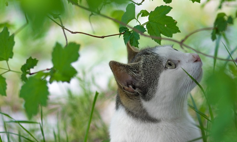 猫咪肠胃调理：从饮食到日常护理