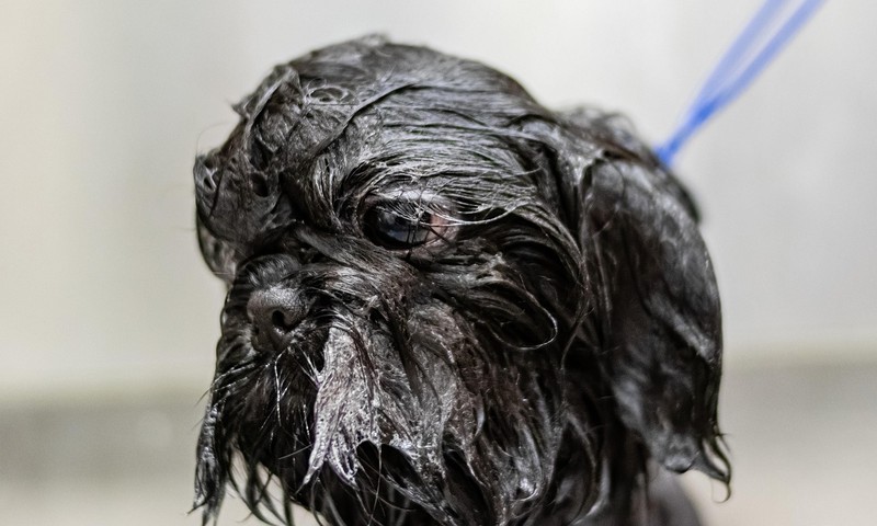 狗狗肠胃不适的常见症状与预防措施