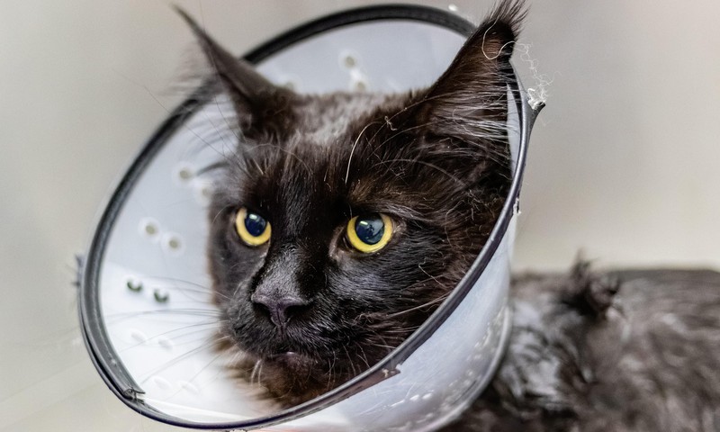 猫咪皮肤问题的症状与护理方法