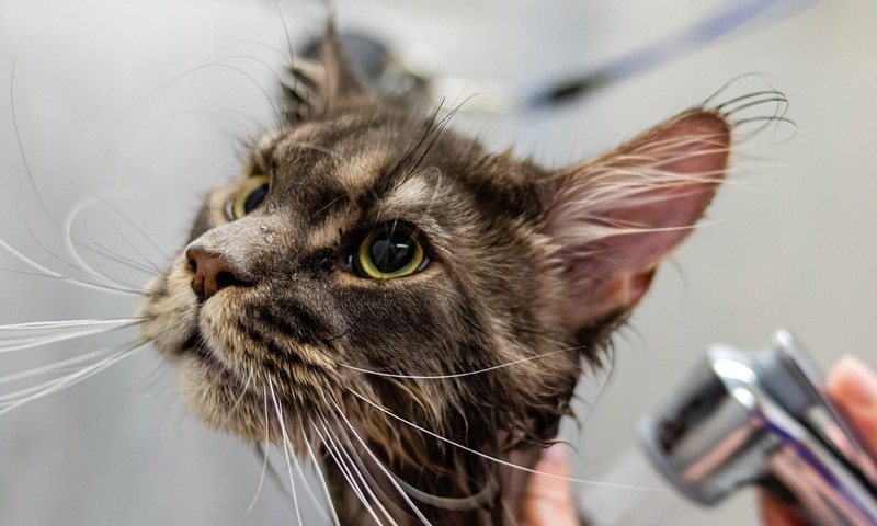 猫咪肠胃调理：预防与养护指南