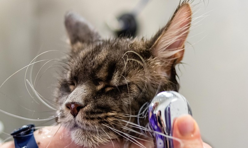 狗狗毛发护理全攻略：让狗狗毛发亮丽如丝